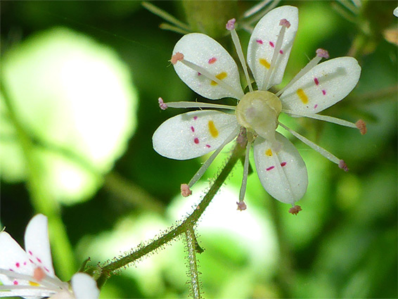 False londonpride (saxifraga x polita), Carn Euny, Cornwall