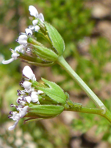 Flowers and bracts