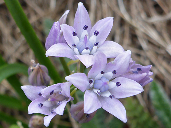 Scilla verna (spring squill), Hartland Coast, Devon