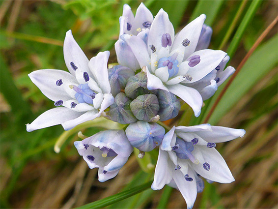 Pale-coloured flowers