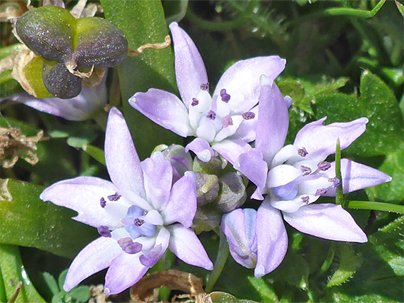 Three flowers