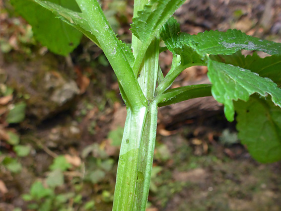 Winged stem