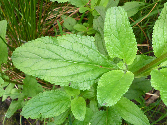 Toothed leaves