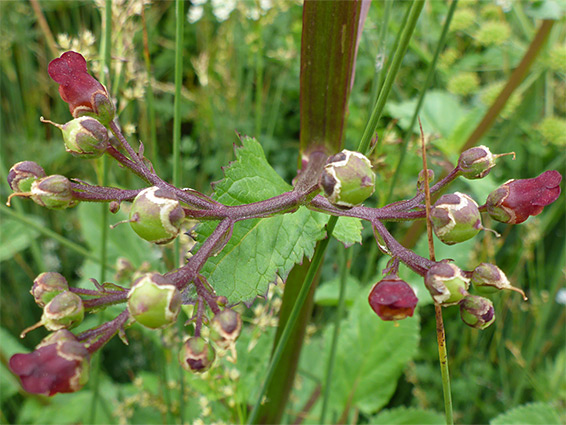 Fruit and flowers