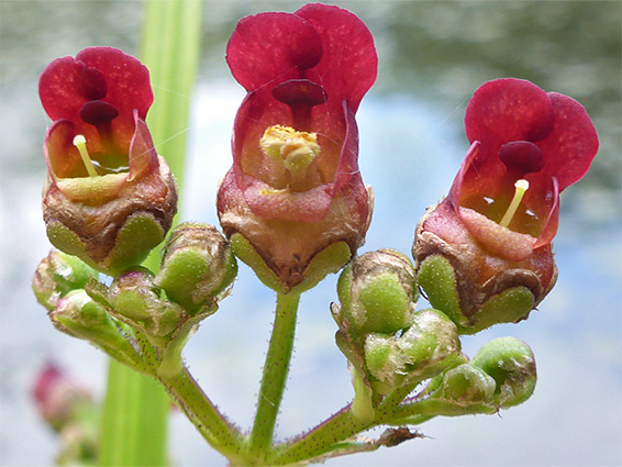 Three flowers