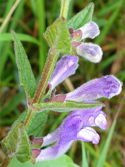 Whitish-purple flowers