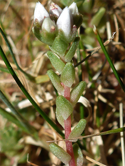 Ovate leaves