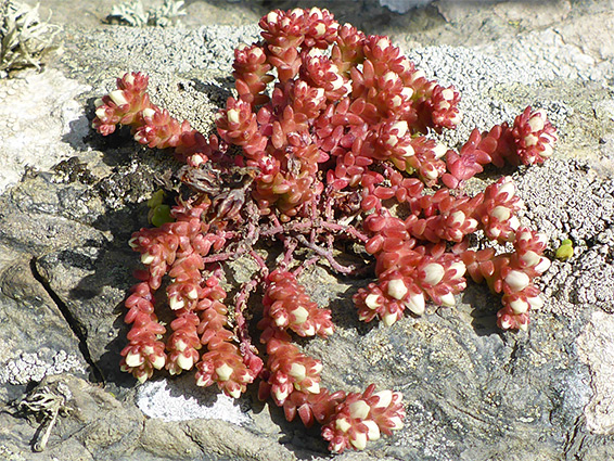 Reddish leaves