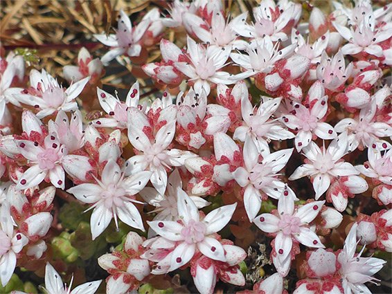 Many flowers