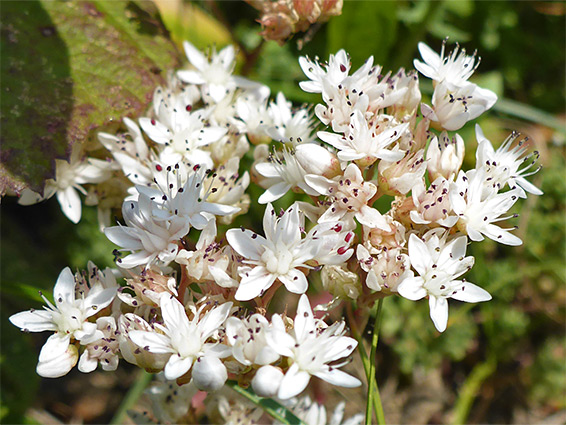 Clustered flowers