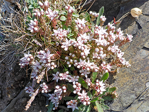 Many flowers