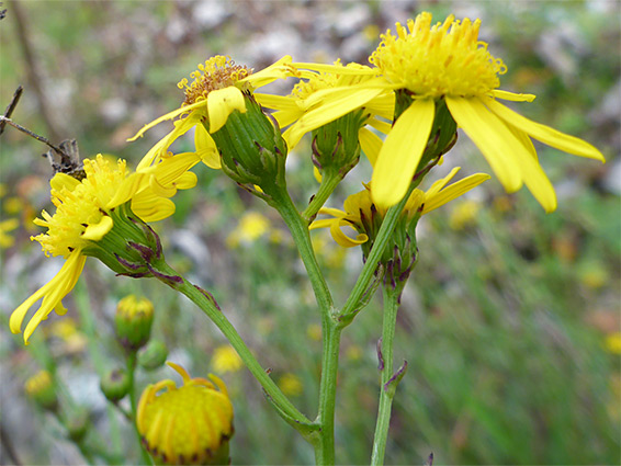 Florets and phyllaries