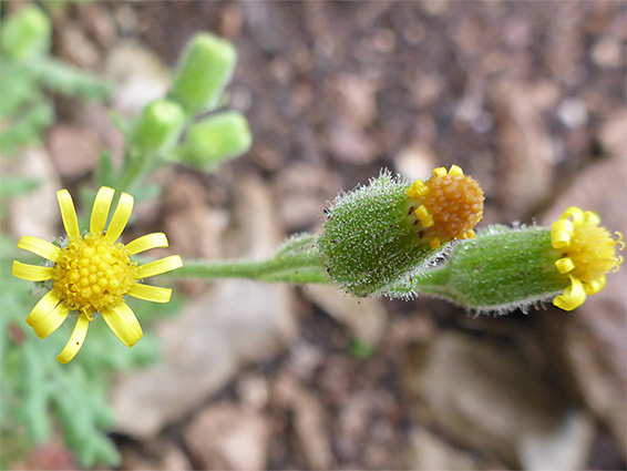 Sticky groundsel (senecio viscosus), Great Orme, Conwy