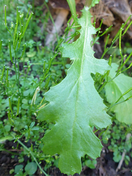 Lobed leaf