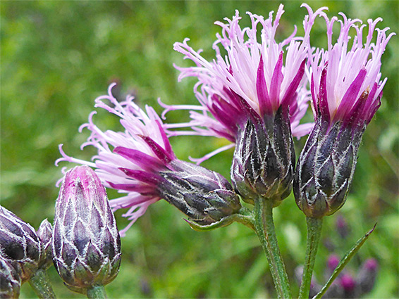 Group of flowerheads