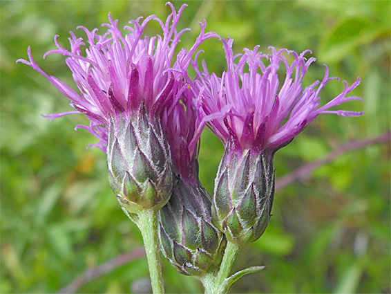 Three flowerheads