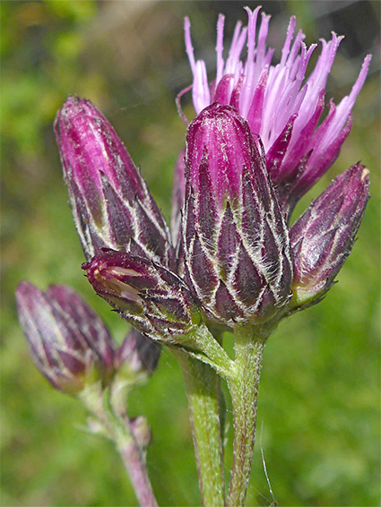 Developing flowerheads