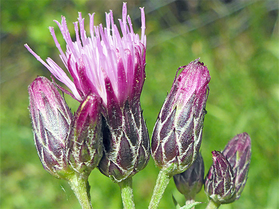 Pink and purple florets