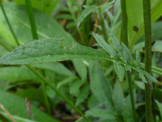 Lobed leaf