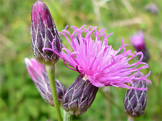 Serratula tinctoria (saw-wort), Charfield Meadow, Gloucestershire