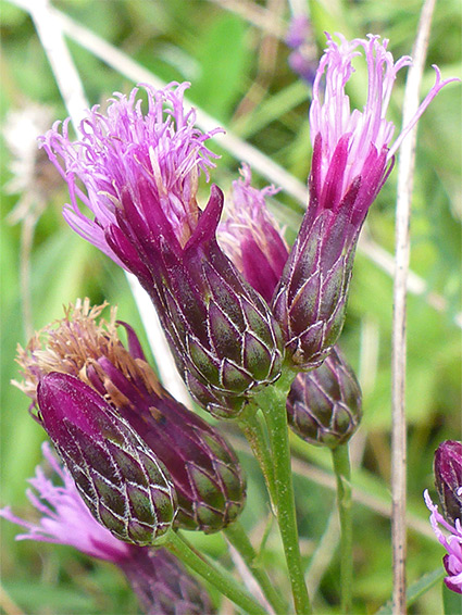 Florets and phyllaries