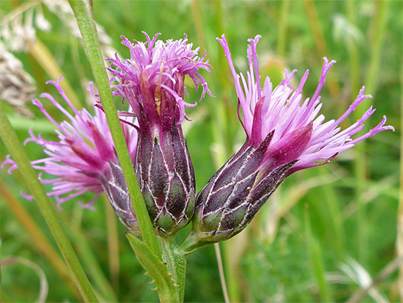 Three flowerheads