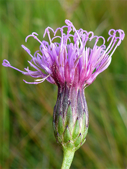 Green and purple phyllaries