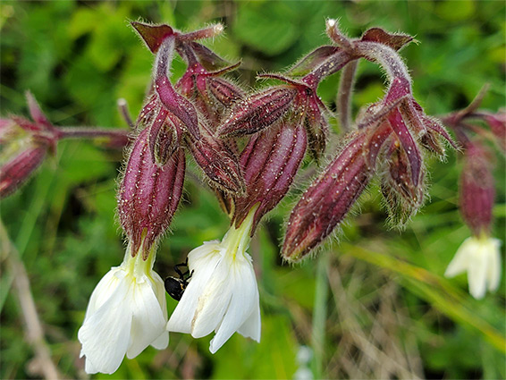 Calyces and corollas