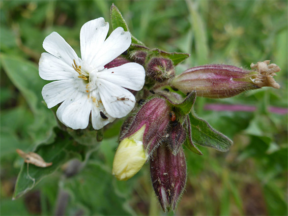 Purple calyces