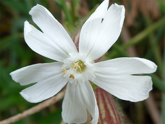 Staminate flower