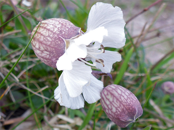 Spreading petals