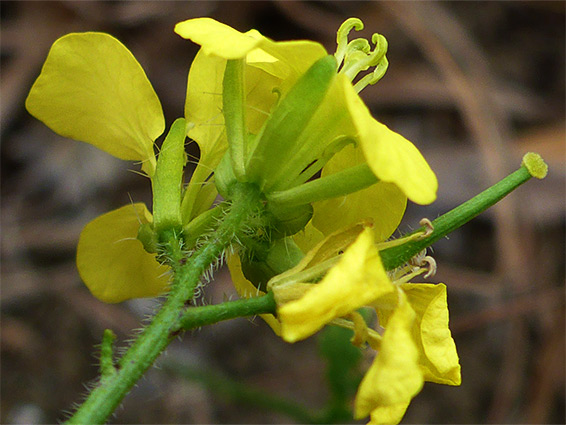 Flowrs and developing fruits