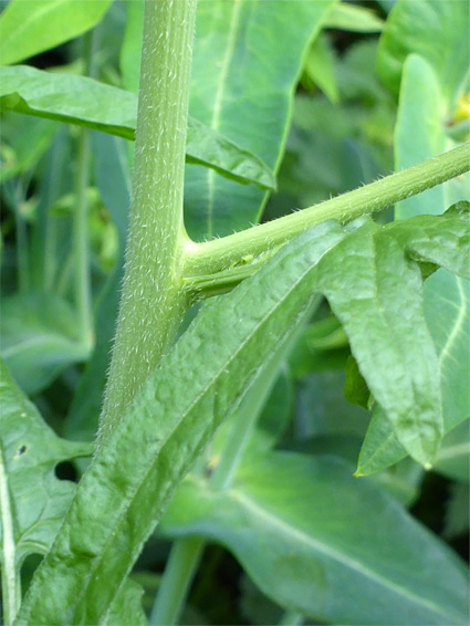 Hairy stem