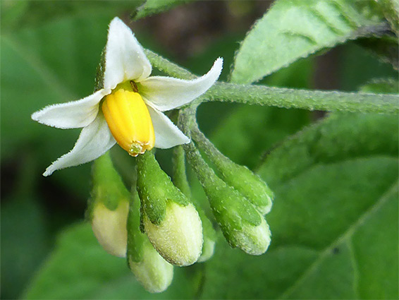 Black nighshade (solanum nigrum), Stoney Cross, New Forest, Hampshire