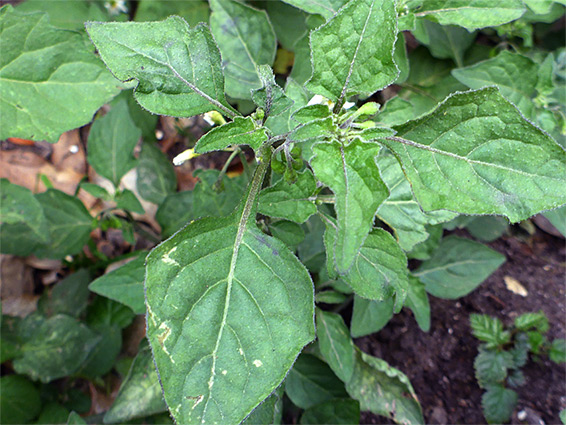 Strongly-veined leaves