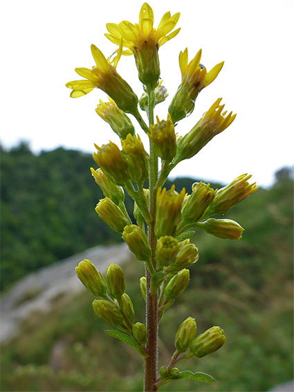 Elongated inflorescence