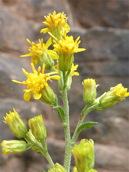 Elongated flower cluster