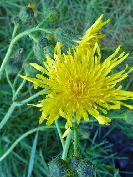 Yellow flowerhead