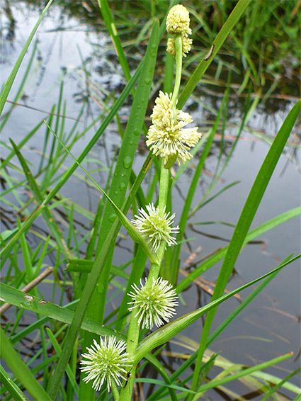 Unbranched bur-weed (sparganium emersum), Matley Bog, New Forest, Hampshire