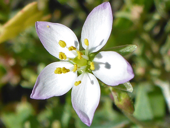 Corn spurry (spergula arvensis), Kilve, Somerset