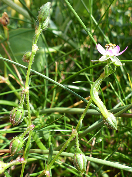 Glandular stems