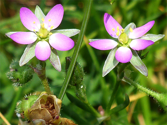 Two flowers