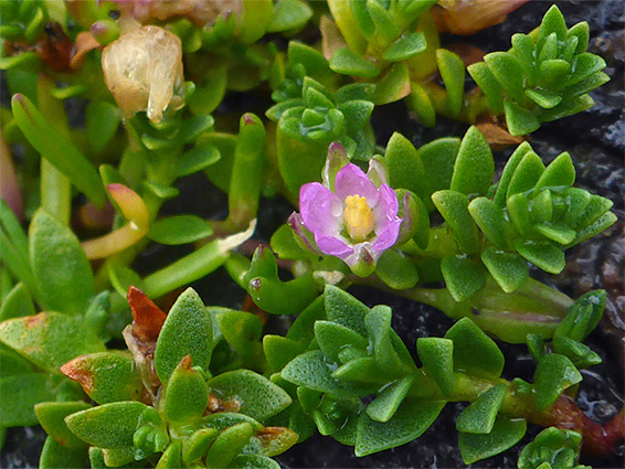 Flower and leaves