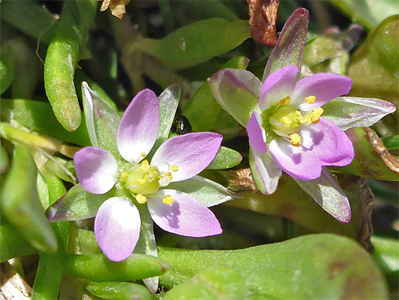 Pair of flowers