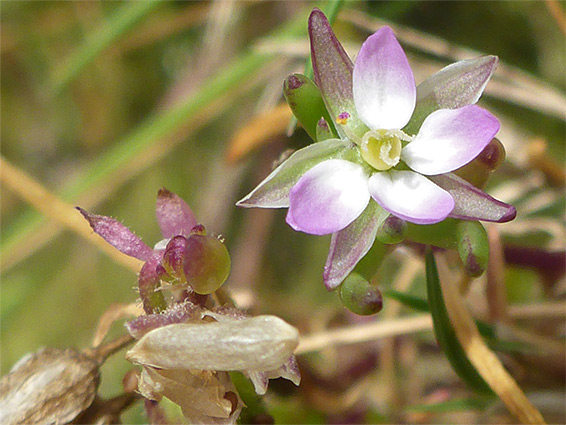 Petals and sepals