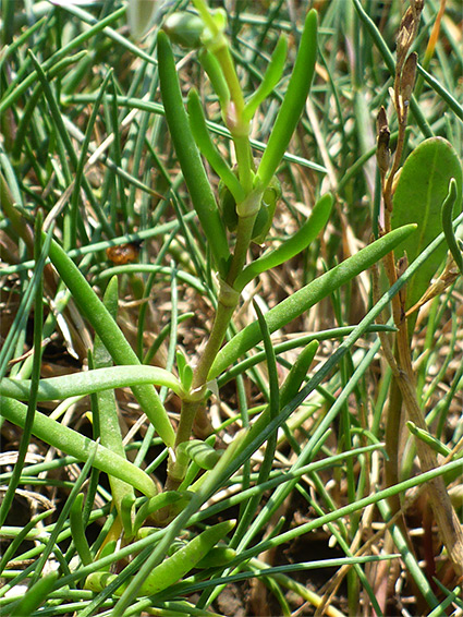 Succulent leaves