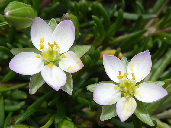 Pale-coloured flowers