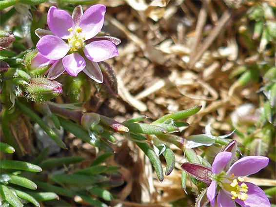 Two flowers