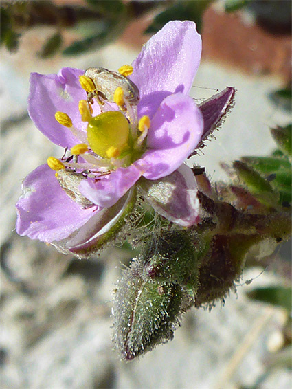 Yellow anthers