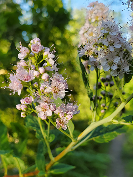 Bridewort (spiraea salicifolia), Chobham Common, Surrey